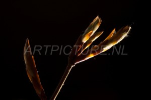 HM-natuur-bomen-bladeren-knoppen1
