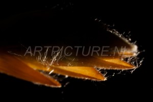 HM-natuur-bomen-bladeren-knoppen10