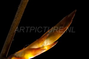 HM-natuur-bomen-bladeren-knoppen2