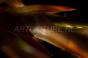 HM-natuur-bomen-bladeren-knoppen3