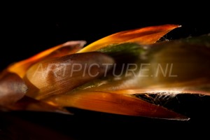 HM-natuur-bomen-bladeren-knoppen4