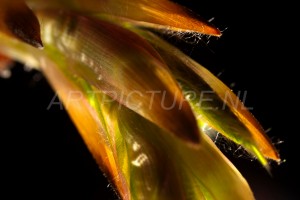 HM-natuur-bomen-bladeren-knoppen5