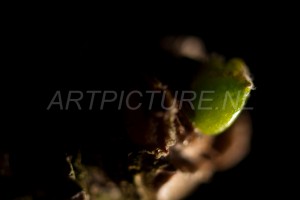 HM-natuur-bomen-bladeren-knoppen6