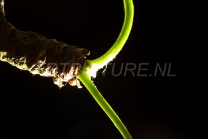HM-natuur-bomen-bladeren-knoppen7