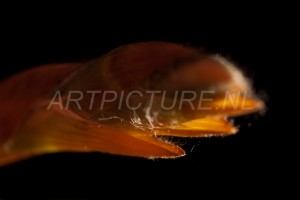 HM-natuur-bomen-bladeren-knoppen8