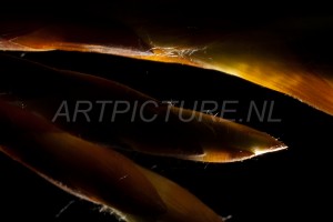 HM-natuur-bomen-bladeren-knoppen9