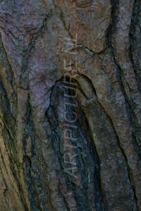 HM-natuur-bomen-schors 1