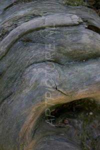 HM-natuur-bomen-schors 10