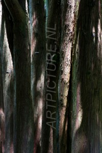 HM-natuur-bomen-schors 11