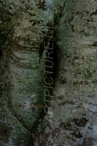 HM-natuur-bomen-schors 12