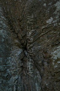 HM-natuur-bomen-schors 13