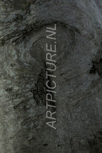 HM-natuur-bomen-schors 14