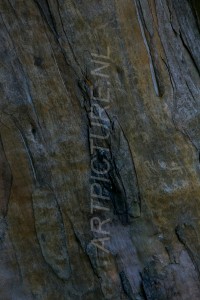 HM-natuur-bomen-schors 15
