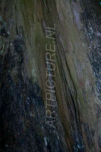 HM-natuur-bomen-schors 16