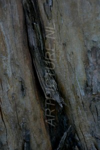 HM-natuur-bomen-schors 17