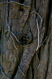 HM-natuur-bomen-schors 18