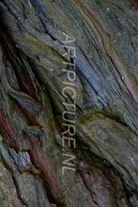 HM-natuur-bomen-schors 19