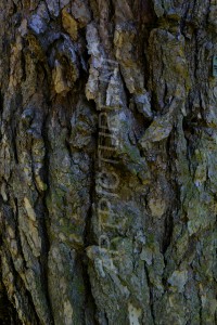 HM-natuur-bomen-schors 2