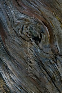 HM-natuur-bomen-schors 20