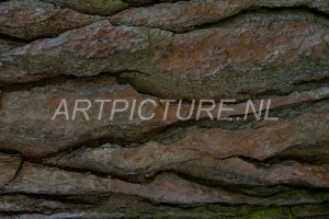 HM-natuur-bomen-schors 21