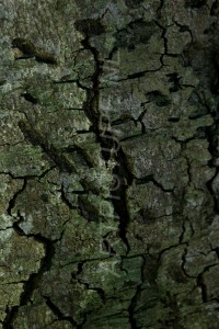 HM-natuur-bomen-schors 22