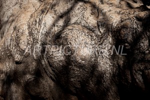 HM-natuur-bomen-schors 24