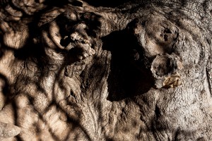 HM-natuur-bomen-schors 25