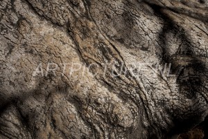 HM-natuur-bomen-schors 26