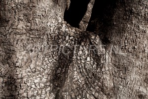 HM-natuur-bomen-schors 27