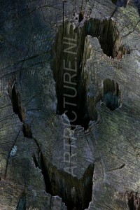 HM-natuur-bomen-schors 3