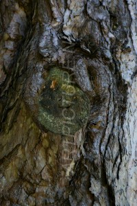 HM-natuur-bomen-schors 4