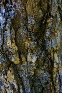 HM-natuur-bomen-schors 5