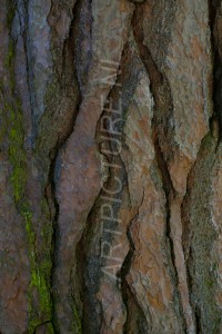 HM-natuur-bomen-schors 6