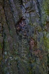 HM-natuur-bomen-schors 7
