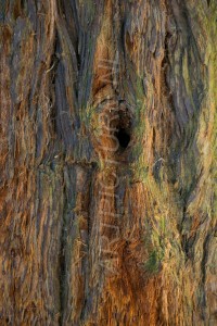 HM-natuur-bomen-schors 8