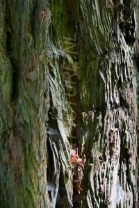 HM-natuur-bomen-schors 9