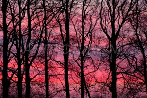 HM-natuur-bomen-zonsondergang